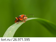 Жук Cantharinae — подсемейство жуков семейства мягкотелок сидит на траве. Макро снимок. Стоковое фото, фотограф Игорь Низов / Фотобанк Лори