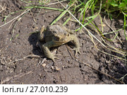 Обыкновенная серая жаба (лат. Bufo bufo) Стоковое фото, фотограф Елена Коромыслова / Фотобанк Лори