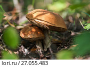 Грибы подосиновики. Стоковое фото, фотограф Игорь Низов / Фотобанк Лори