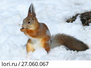 Белка обыкновенная, или векша (лат. Sciurus vulgaris). Зверек ранней весной на снегу, Ямало-Ненецкий автономный округ. Стоковое фото, фотограф Григорий Писоцкий / Фотобанк Лори