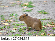 Детеныш капибары  (Hydrochoerus hydrochaeris Linnaeus)  сидит на земле. Стоковое фото, фотограф Ирина Борсученко / Фотобанк Лори