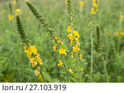 Репешок обыкновенный (Agrimonia eupatoria) Стоковое фото, фотограф Ирина Яровая / Фотобанк Лори