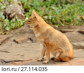 Обыкновенный или азиатский шакал, чекалка (Canis aureus) Стоковое фото, фотограф Валерия Попова / Фотобанк Лори