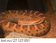 Южная тихоокеанская гремучая змея southern Pacific Rattlesnake. Стоковое фото, фотограф Галина Савина / Фотобанк Лори