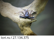 Хлыстоногий паук фрин Amblypygi. Стоковое фото, фотограф Татьяна Белова / Фотобанк Лори