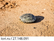 Desert box turtle (2015 год). Стоковое фото, фотограф Евгений Ткачёв / Фотобанк Лори