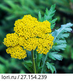 Тысячелистник таволговый (лат. Achillea filipendulina). Жёлтое соцветие крупным планом. Стоковое фото, фотограф Евгений Мухортов / Фотобанк Лори