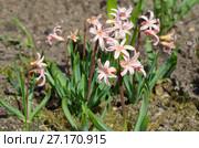 Розовые гиацинты сорта "Джипси Куин" (лат. Hyacinthus Gypsy Queen) в саду. Стоковое фото, фотограф Елена Коромыслова / Фотобанк Лори
