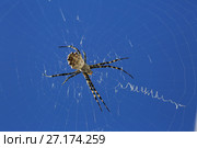 Spider and cobweb in the background of blue sky. Стоковое фото, фотограф Яна Королёва / Фотобанк Лори