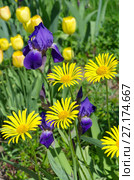 Желтый дороникум (лат. Doronicum) и фиолетовые бородатые ирисы (лат. Iris barbatus) цветут в саду. Стоковое фото, фотограф Елена Коромыслова / Фотобанк Лори