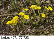Мать-и-мачеха обыкновенная (лат. Tussilago farfara) Стоковое фото, фотограф Елена Коромыслова / Фотобанк Лори