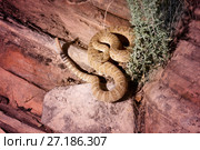 Great Basin rattlesnakes (Crotalus viridis lutosis) are the only venomous reptiles in most of the Great Basin desert. Night Scene. Стоковое фото, фотограф Ирина Кожемякина / Фотобанк Лори