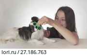 Dog Continental Toy Spaniel Papillon helps the girl spin the green fidget spinner on white background stock footage video. Стоковое видео, видеограф Юлия Машкова / Фотобанк Лори