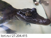 Beautiful caiman crocodile. Стоковое фото, фотограф Jan Jack Russo Media / Фотобанк Лори