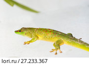Фельзума мадагаскарская (Madagascar Day Gecko) Стоковое фото, фотограф Галина Савина / Фотобанк Лори
