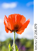 Red poppies (Papaver somniferum) in summer. Стоковое фото, фотограф Papoyan Irina / Фотобанк Лори