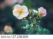Dasiphora fruticosa flowers in garden. Стоковое фото, фотограф EugeneSergeev / Фотобанк Лори