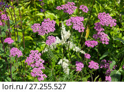 Тысячелистник розовый (лат. Achillea) на клумбе в саду. Стоковое фото, фотограф Елена Коромыслова / Фотобанк Лори