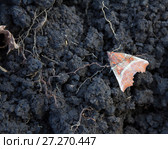 Бабочка Совка зубчатокрылая. Scoliopteryx libatrix. Стоковое фото, фотограф Дудакова / Фотобанк Лори