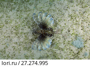 Poisonous fish Red Lionfish (Pterois volitans) swim over bottom with sea grass in shallow water. Стоковое фото, фотограф Некрасов Андрей / Фотобанк Лори