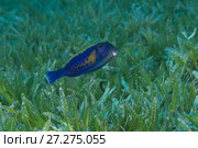 Baby Bluetail Trunkfish (Ostracion cyanurus) swims in the green sea grass. Стоковое фото, фотограф Некрасов Андрей / Фотобанк Лори