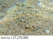 Leopard Flounder (Bothus pantherinus) on sandy bottom. Стоковое фото, фотограф Некрасов Андрей / Фотобанк Лори