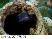Baby Bluetail Trunkfish (Ostracion cyanurus) hiding in the amphorae. Стоковое фото, фотограф Некрасов Андрей / Фотобанк Лори
