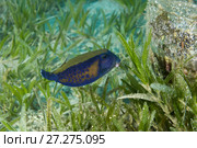 Baby Bluetail Trunkfish (Ostracion cyanurus) swims in the green sea grass. Стоковое фото, фотограф Некрасов Андрей / Фотобанк Лори