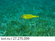 juvenile Bluetail Trunkfish (Ostracion cyanurus) swim over sea grass. Стоковое фото, фотограф Некрасов Андрей / Фотобанк Лори