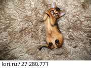 Месячный котенок абиссинской кошки играет, лежа на спине. Стоковое фото, фотограф Bala-Kate / Фотобанк Лори