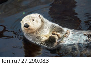 Kalan Sea otter in water. Стоковое фото, фотограф Сергей Пристяжнюк (Serg Zastavkin) / Фотобанк Лори