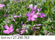 Флокс шиловидный (лат. Phlox subulata) зацветает в саду. Стоковое фото, фотограф Елена Коромыслова / Фотобанк Лори