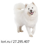 Purebred Samoyed dog, isolated on white. Стоковое фото, фотограф Алексей Кузнецов / Фотобанк Лори