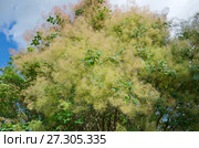 Цветущая скумпия обыкновенная (лат. Cotinus coggigria) Стоковое фото, фотограф Елена Коромыслова / Фотобанк Лори