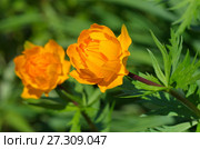 Купальница азиатская (лат. Trollius) Стоковое фото, фотограф Елена Коромыслова / Фотобанк Лори