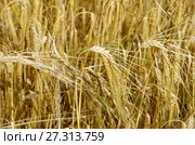 Зрелый ячмень (лат. Hordeum) на поле. Стоковое фото, фотограф Елена Коромыслова / Фотобанк Лори