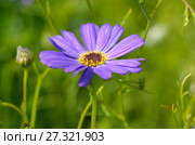 Брахикома иберисолистная (лат. Brachycome iberidifolia) крупным планом. Стоковое фото, фотограф Елена Коромыслова / Фотобанк Лори