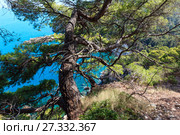 Summer big pine tree beach above summer calm bay (2017 год). Стоковое фото, фотограф Юрий Брыкайло / Фотобанк Лори