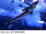 Starry sturgeon (Acipenser stellatus) Стоковое фото, фотограф Евгений Ткачёв / Фотобанк Лори