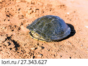 Scared tortoise hid in a shell. Стоковое фото, фотограф Евгений Ткачёв / Фотобанк Лори