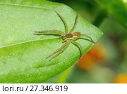 Паук Охотник каемчатый (лат. Dolomedes fimbriatus) Стоковое фото, фотограф Елена Коромыслова / Фотобанк Лори