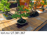 Смородина красная (Ribes rubrum) - бонсай в стиле "Прямой свободный" (Мойоги). Возраст - около 45 лет. Выставка бонсай в Аптекарском Огороде, Москва. Май 2017. Редакционное фото, фотограф Сергей Рыбин / Фотобанк Лори