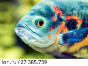 Рыба астронотус (Astronotus ocellatus) Стоковое фото, фотограф Евгений Ткачёв / Фотобанк Лори