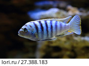Псевдотрофеус Саулози (лат. Pseudotropheus Saulosi) Стоковое фото, фотограф Григорий Писоцкий / Фотобанк Лори