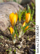 Желтые крокусы (лат. Crocus) зацветают в саду. Стоковое фото, фотограф Елена Коромыслова / Фотобанк Лори
