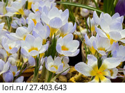 Crocus Record. Стоковое фото, фотограф Vasily Smirnov / Фотобанк Лори