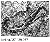 Pachyopsis Woodwardi. Ископаемые организмы. Стоковая иллюстрация, иллюстратор Макаров Алексей / Фотобанк Лори