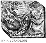 Cyclophthalmus senior Corda. Ископаемые организмы. Стоковая иллюстрация, иллюстратор Макаров Алексей / Фотобанк Лори