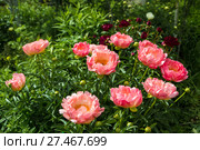 Куст кораллового пиона. Пион межвидовой гибрид Пинк Ховайн Корал ( Pink Hawaiian Coral) Стоковое фото, фотограф Ольга Сейфутдинова / Фотобанк Лори