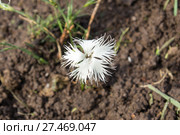 Гвоздика иглолистная (иглистая), Dianthus acicularis Fisch. ex Ledeb. Стоковое фото, фотограф Евгений Ткачёв / Фотобанк Лори